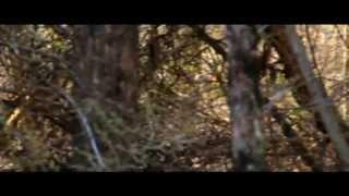 Shenandoah Sasquatch