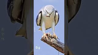 #loveanimals #shortsvideo by Dinesh G... eagle eating a Reptile... 