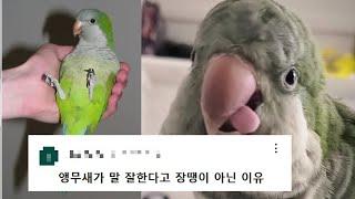 퀘이커 앵무, 당신이 모르는 6가지[새캐맨더]