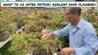 What to do with Satsuki Azalea after flowering