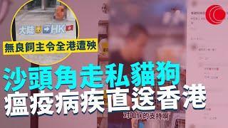 一線搜查｜沙頭角走私貓狗 病疾直送香港 無良飼主令全港遭殃 獸醫診所見疑即報海關漁護署｜642集｜有線新聞 黃愷怡 ｜中國海外呈獻：一線搜查｜HOYTV 77台