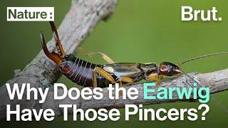 Why Does the Earwig Have Those Pincers?