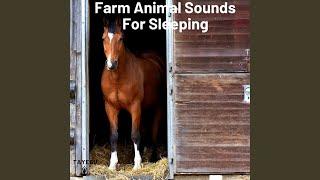 Farm Animal Sounds For Sleeping Cow Horse in Barn Chicken Birds 1 Hour Relaxing Nature Ambience...