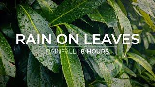 Rain on Leaves | 8 Hours of rain falling on leaves | Relaxation Meditation Fall asleep fast