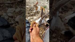 RABBIT PARADISE! Adorable Bunnies GO CRAZY for Delicious Wheat Bread Treats #shorts #trending #pets