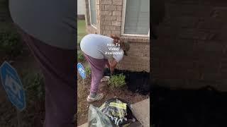 DIY Quick and Easy Yard Booster Using Bushes and Mulch #short