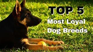 Top 5 MOST Loyal DOG Breeds For First Time Owners!!! 