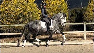 OSTENTO | PIROFREE Lusitano stallion with FEI QUALITY movements | 3rd level solid