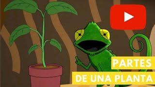 Partes de una planta | Camaleón