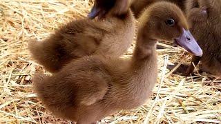 The Beginner's Guide To Raising Ducklings (Days 1-14)