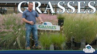 Grasses now fully stocked at Red River Nursery