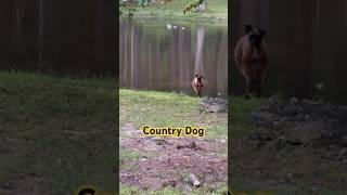 Keeping Cool in the Country #shorts #countrylife #boxerdog #dog