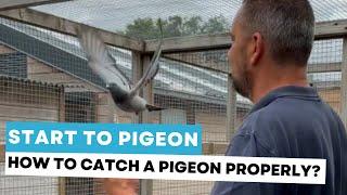 Start to Pigeon #7:  how to catch a pigeon properly?