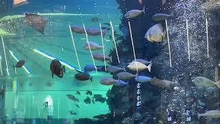 Aquarium at Jeddah airport, Terminal 1