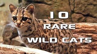 10 Rare Wild Cats You've Never Heard Of: Creature Countdown - FreeSchool