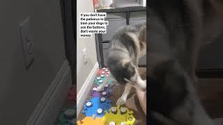 Watch this Video BEFORE Buying Talking Buttons for your Dog or Cat