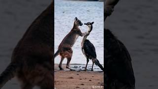 kangaroo ostrich activity #wildlife #nature #wildlifefilm #animals #4kwildlife #wildlifeplanet #wild