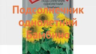 Подсолнечник однолетний Однолетний Бамбино  обзор: как сажать, семена подсолнечника