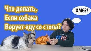 ЧТО ДЕЛАТЬ, ЕСЛИ СОБАКА ВОРУЕТ ЕДУ СО СТОЛА???