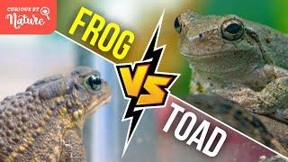 Frog vs Toad: What's the Difference? 