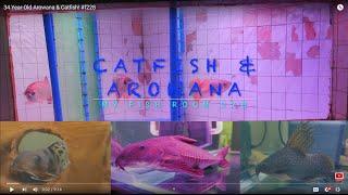 34 Year Old Arowana & Catfish! #f228