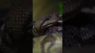 பாம்பின் தலையை ஏன் நசுக்க வேண்டும் ⁉️Snake head smash #snake #trending #yt #viral #reel