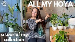 All my Hoyas - a full collection tour | Plant with Roos