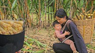 Poor mother: How to make sweet and fragrant sugar cane - bring it to the market to sell | Ly Tieu Nu