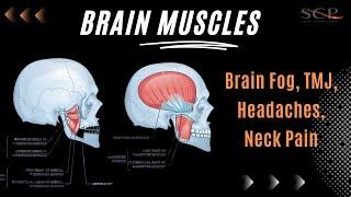 Brain Muscles (Easing Tension for Better Brains)