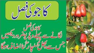 Kaiju cultivation in Pakistan || Fresh stock is available.