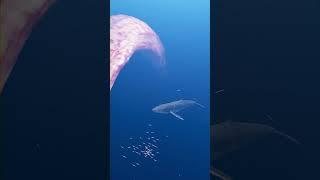 Whales attacked by strange creatures | Zeenchu #Shorts #creature #deepsea