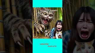 #cat #kucing #kucinglucu #catlover #kitten #cute #subscribe #catcat #kucingcantik #funny