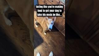 The easiest way to get your dog to take medicine  #lifehacks