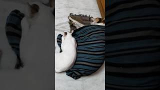 Bonding between dog and cat️#shortsvideo #subscribe #cat #dog #shorts