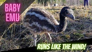 Adorable Baby Emu runs like the wind!