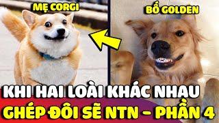 Nếu GHÉP ĐÔI hai giống chó khác nhau thì SẢN PHẨM của chúng sẽ như thế nào – Phần 4  | Gâu Đần