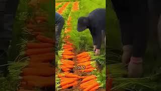 The Incredible Journey of Carrots 