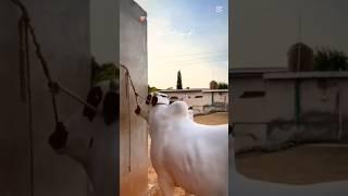 Fatahjungi Bull  #cow # Shuraim Abid hussain 