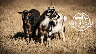 Smith Farm Family Goat Sanctuary in Fuquay Varina