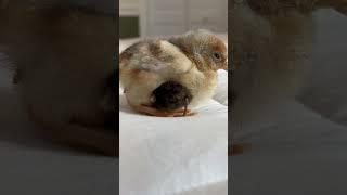 Both chicks are the same age  look how small that button is  #babyanimals #cuteanimals #cute