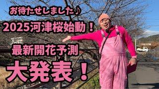 【2025河津桜】 1.10最新開花予測大発表！今年も宜しくお願いします！河津桜まつり