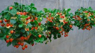 easy and quick way to grow strawberries hanging in plastic baskets for lots of fruit