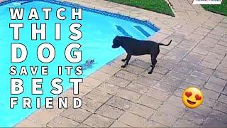 WATCH: Dog Saves His Pomeranian Buddy from Drowning in Swimming Pool in Incredible Video #poolrescue