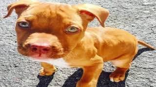 7 Important Facts About Red Nose Pit Bull Dog Breed