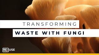 Training Fungi To Consume Construction Waste |  Mycocycle | RE:TV