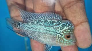 Rs.600 flowerhorn