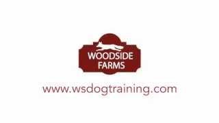 Dog Training Richmond VA - Top Dog Training In Virginia!