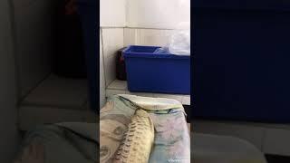 Arowana surgery