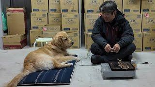 Living with pet loss and memories in mind. Dogs are truly amazing. 【Golden Retriever Japan】