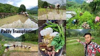 Rice Planting | Paddy Transplanting | Mukbang | New Chingmei | Nagaland..#Mukbang